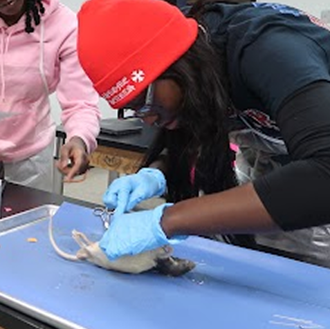 A person wearing gloves and a red hat uses medical instruments on a rat placed on a metal tray, while another person watches.
